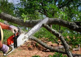 Best Root Management and Removal  in Riverdale, UT